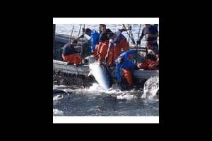 Испания: в Андалусии туристы смогут заняться ловлей тунца