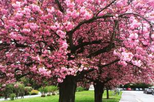 В Японии озвучили даты начала цветения сакуры 