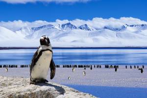  Сколько стоит организовать эксклюзивную свадьбу в Антарктиде?