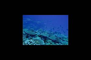 фото с сайта www.seacology.org