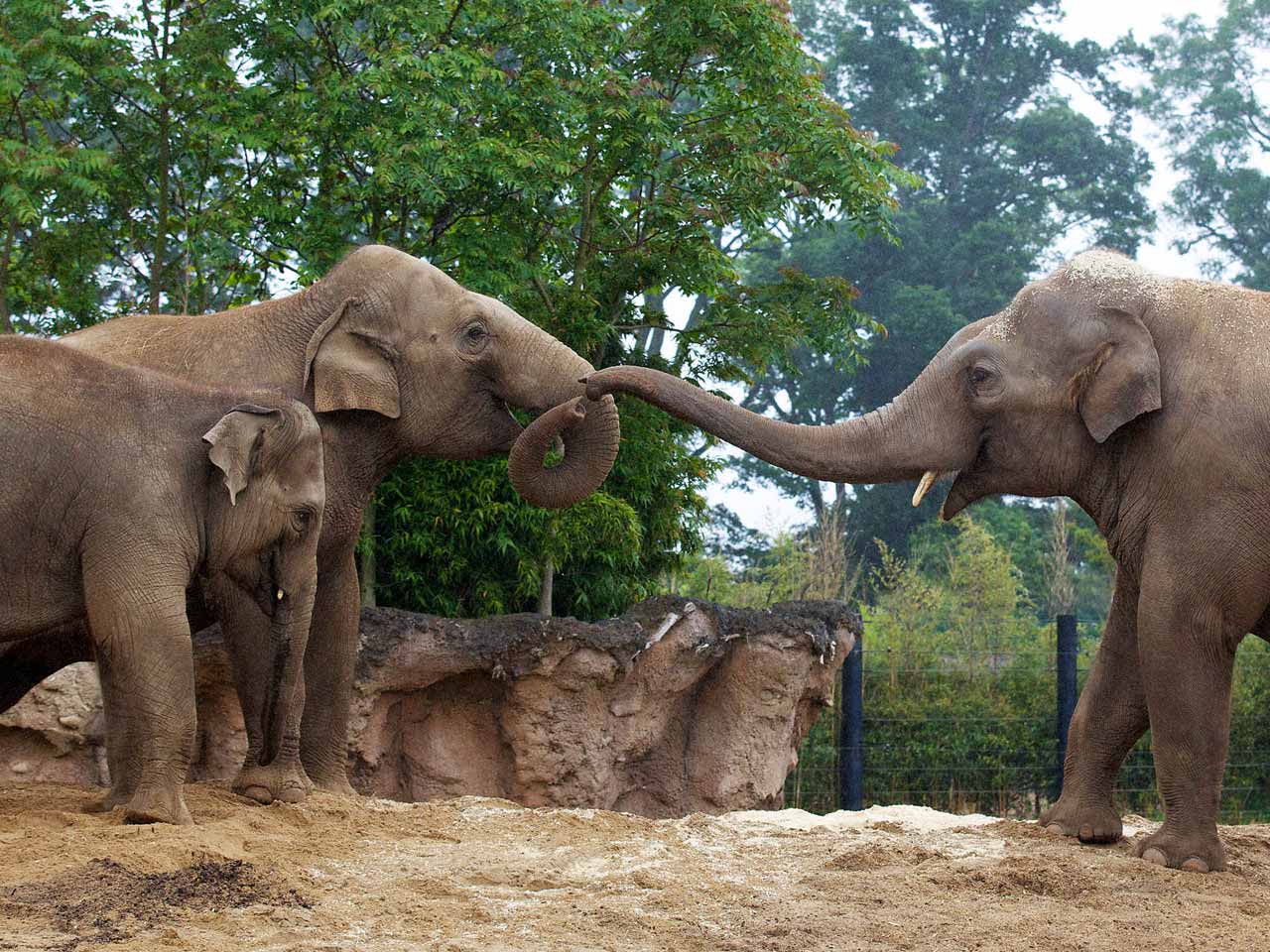 Зоо это. Патрик зоо. Zoos. Www Zoo.