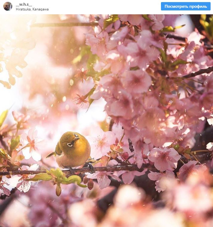 10 самых впечатляющих фотографий этой весны из японского Инстаграма