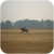 Basya15