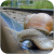 Babochka