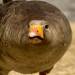 Goose Traveller