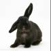 Black_rabbit