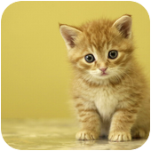 Аватар пользователя Cat
