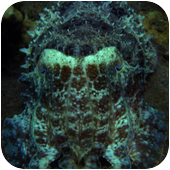 Аватар пользователя Scuba Diver