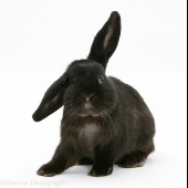 Аватар пользователя Black_rabbit