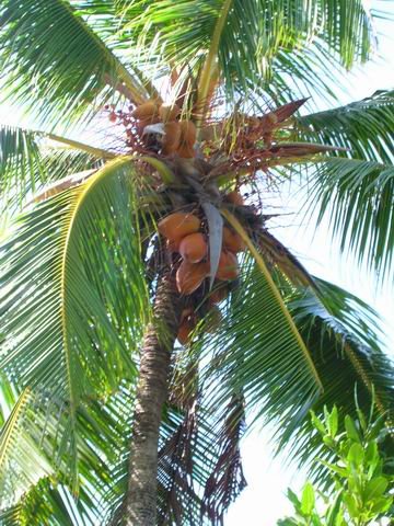 Остров кокосовых пальм