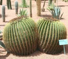 В саду Majorelle