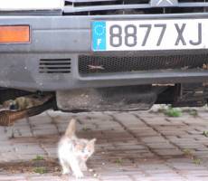 Котенок
