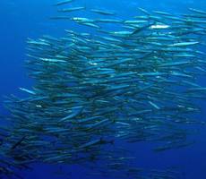 Baracuda