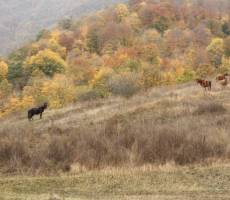 Осень в горах за деревней Гош