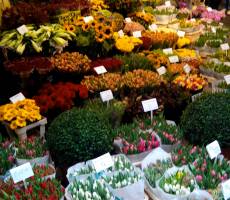 Flower Market
