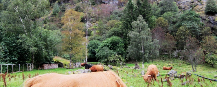 Необычные рогатые,длинношерстные коровы