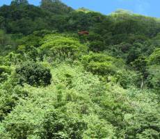 Природа Таити внутри острова
