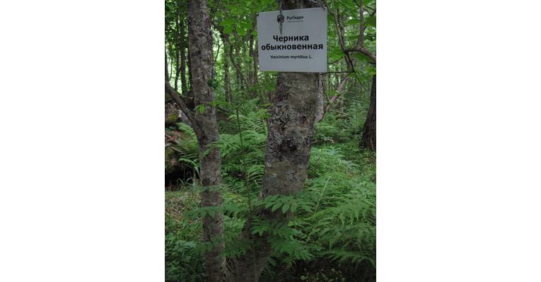  Цей