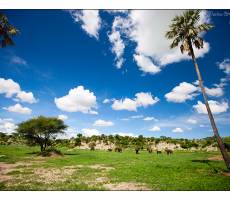 tarangire
