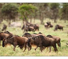 ndutu