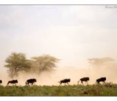 ndutu