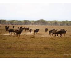 ndutu