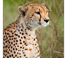 ndutu