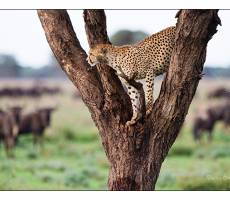 ndutu