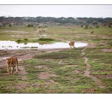 ndutu