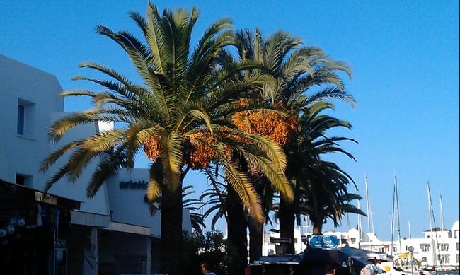 Тунис. Финиковые пальмы в порту эль - Кантауи. Октябрь 2016. 