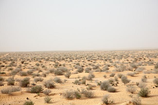 Тунис. Пустыня Сахара. 