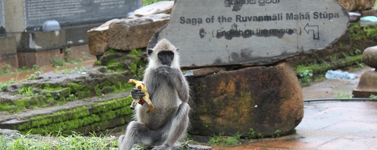 Monkey