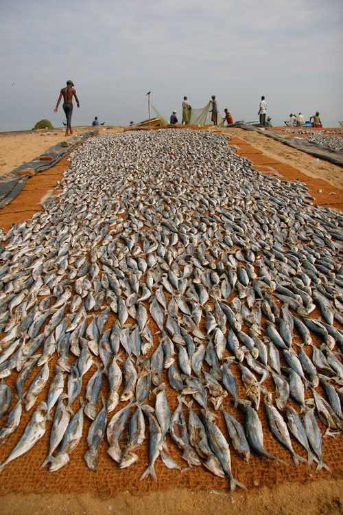 Fish market в Негомбо