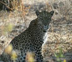 сидящая самка леопарда