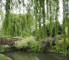 Regent's Park. Queen Mary's Garden