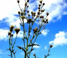 Cirsium vulgare