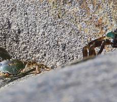Опять ползут!