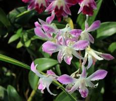 Zoo and Botanical Gardens