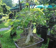 Zoo and Botanical Gardens