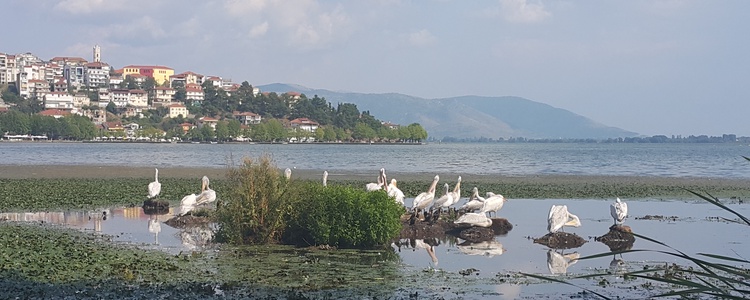Касторья