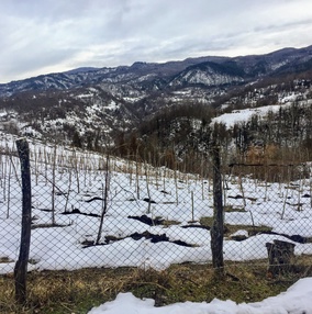 Виноградники в Хванчкаре