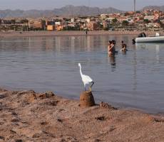 Тоже житель отеля Barcelo Tiran Sharm