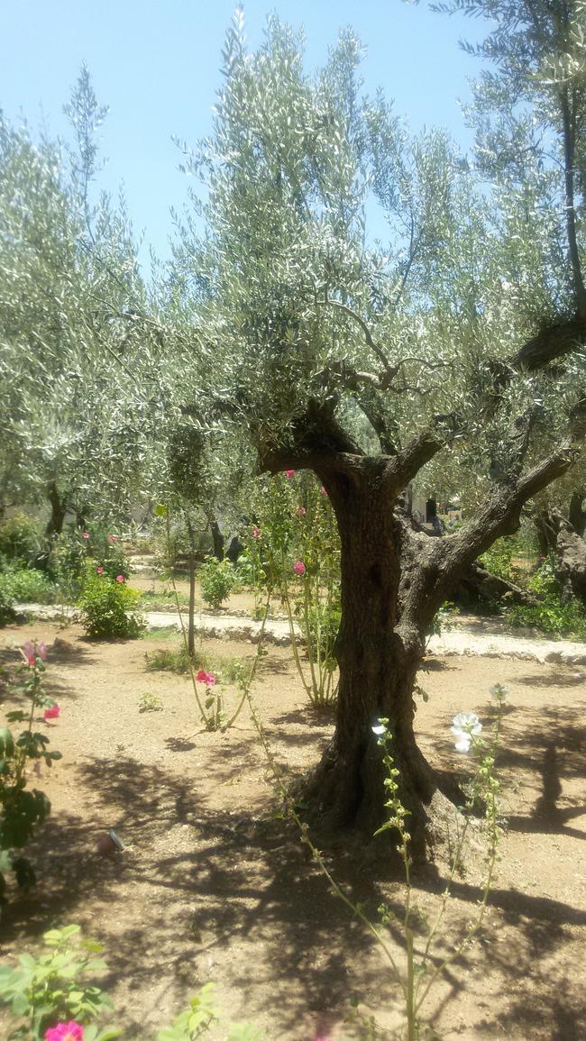 Оливы в Гефсиманском саду