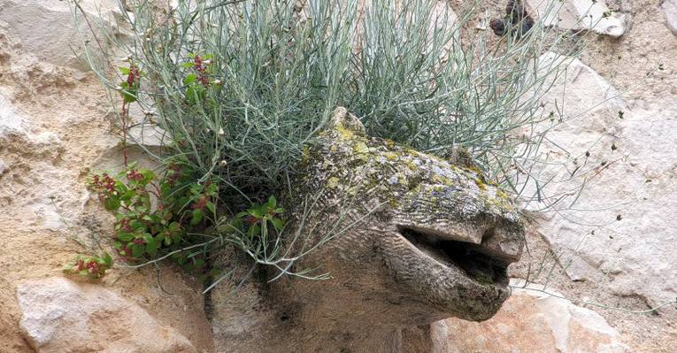  Аларкон