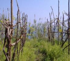 Виноградники на восточном склоне замка