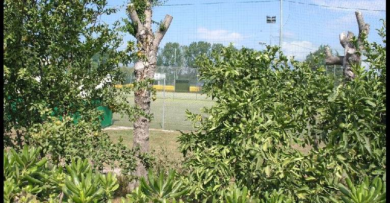  Спортплощадки в зарослях граната и лимона
