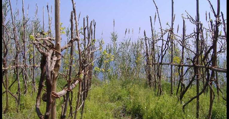  Виноградники на восточном склоне замка
