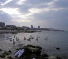 Caspian Sea swans
