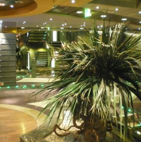 MSC Splendida
