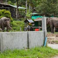 Elephant camp